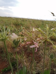 Pelargonium luridum