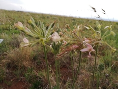Pelargonium luridum