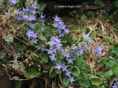 Campanula elatines