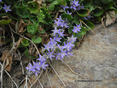 Campanula elatines
