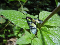 Chrysocale principalis