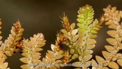 Selaginella davidii