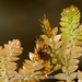 Selaginella davidi - Photo (c) Nan Yang,  זכויות יוצרים חלקיות (CC BY-NC), הועלה על ידי Nan Yang