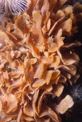Flustra