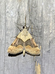 Hemeroplanis incusalis