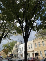 Zelkova serrata