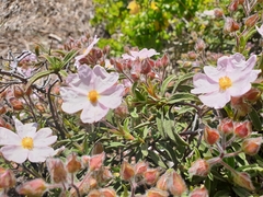 Cistus × skanbergii