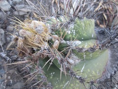 Astrophytum ornatum