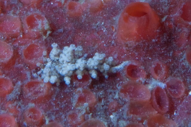 Candelabra Nudibranch