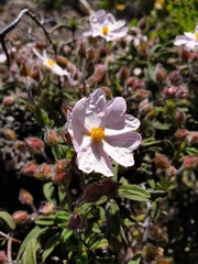Cistus × skanbergii