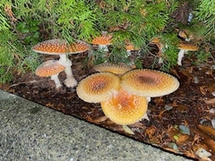 Amanita muscaria