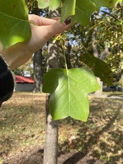 Liriodendron tulipifera