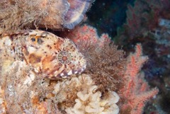 Clinus taurus