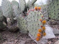 Opuntia stenopetala