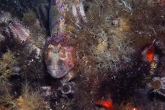 Clinus superciliosus