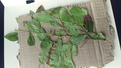 Diospyros acapulcensis