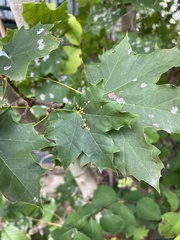 Periphyllus lyropictus