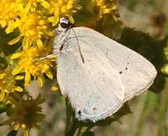 Satyrium sylvinus