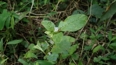 Limnophila rugosa