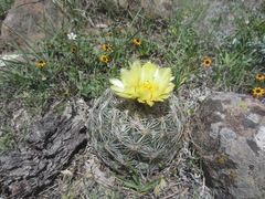 Coryphantha radians