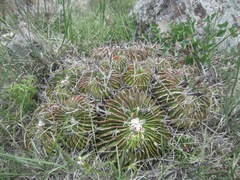 Echinofossulocactus lamellosus