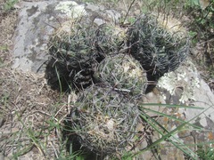 Coryphantha radians