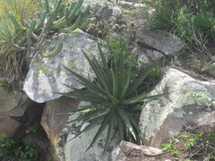 Agave funkiana