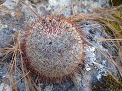 Mammillaria rekoi