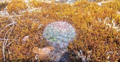 Mammillaria deherdtiana dodsonii