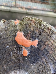 Dictydiaethalium plumbeum