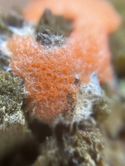 Dictydiaethalium plumbeum