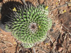 Mammillaria carnea
