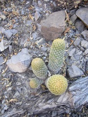 Coryphantha erecta