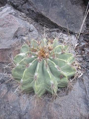 Ferocactus echidne