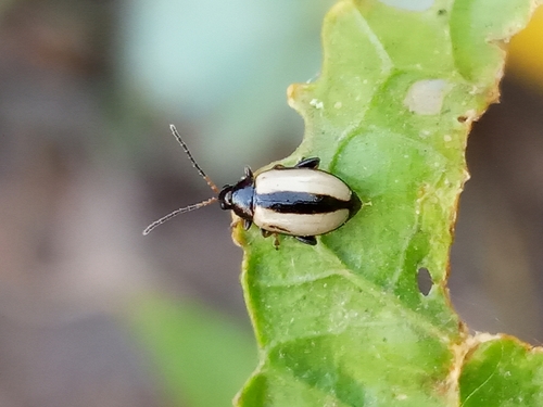 Horseradish Flea Beetle