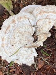 Calcipostia guttulata