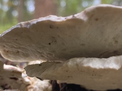 Calcipostia guttulata