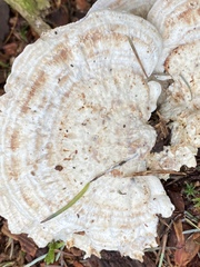 Calcipostia guttulata