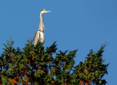 Ardea cinerea