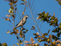 Coccothraustes coccothraustes