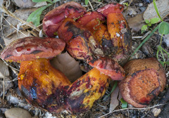 Exsudoporus permagnificus