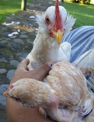 Gallus gallus domesticus