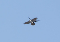 Accipiter gentilis
