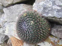 Mammillaria polythele