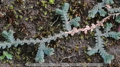 Selaginella sinensis