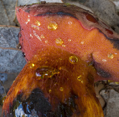 Exsudoporus permagnificus