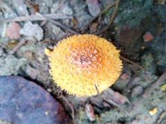 Agaricus crocopeplus