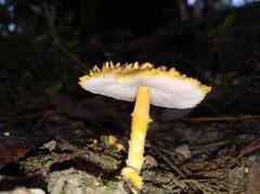 Agaricus crocopeplus