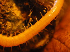 Geophilomorpha