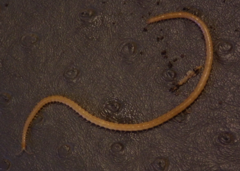 Geophilomorpha